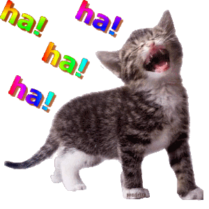 Gif animé rire chat